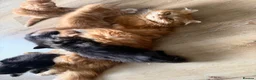 Mixed Breed cats for sale: Persian cross ginger male kittens X4! READY TO GO - Advert 2