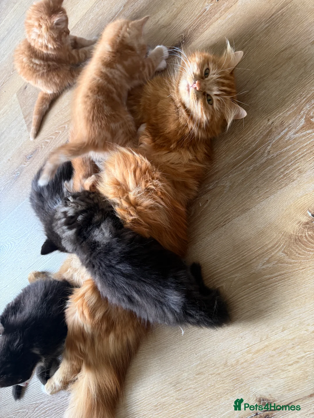 Mixed Breed cats for sale: Persian cross ginger male kittens X4! READY TO GO - Advert 2