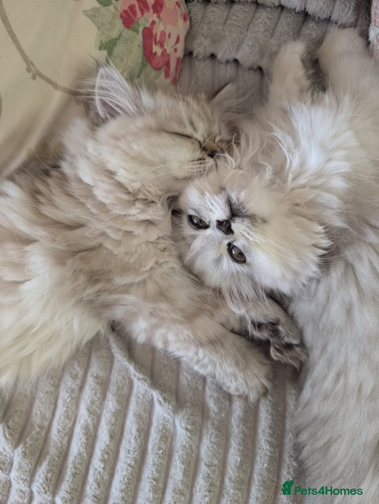 Persian cats Stunning Persian Boys - Advert 2