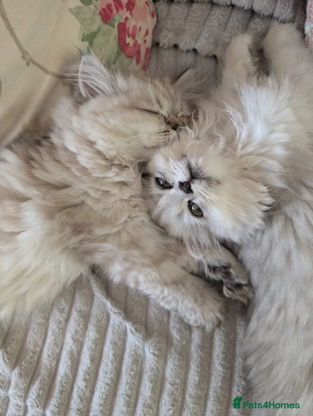 Persian cats for sale: Stunning Persian Boys - Advert 1