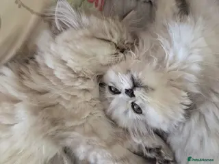 Persian cats Stunning Persian Boys - Advert 1