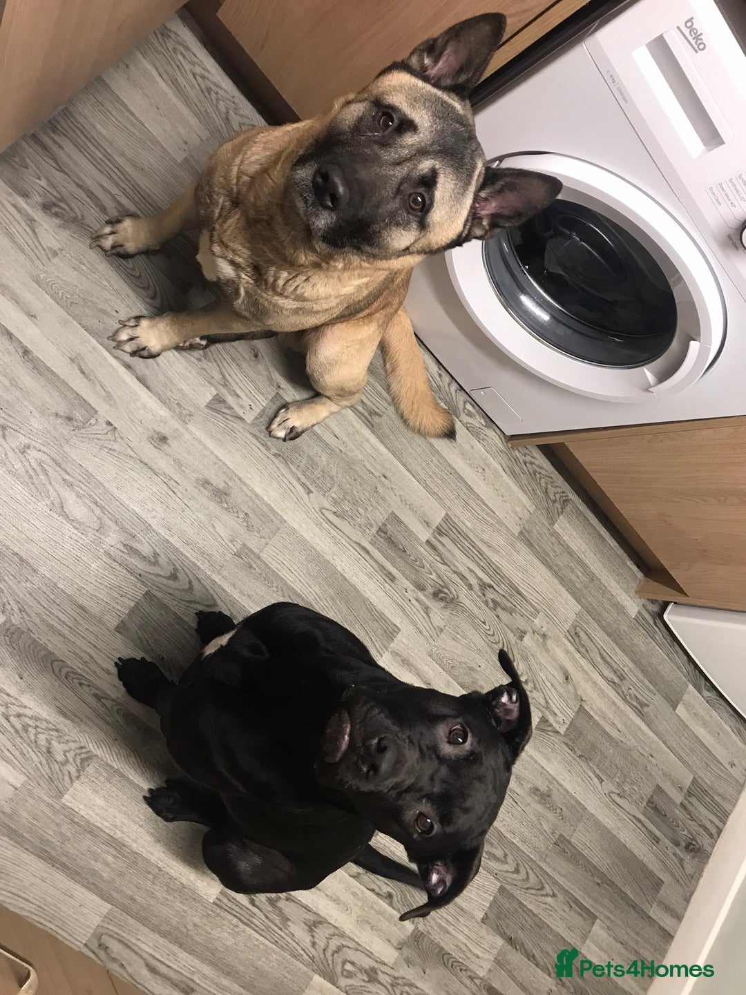Mixed Breed dogs for sale: Cane corso x American akita cross(READY TO LEAVE) - Advert 4