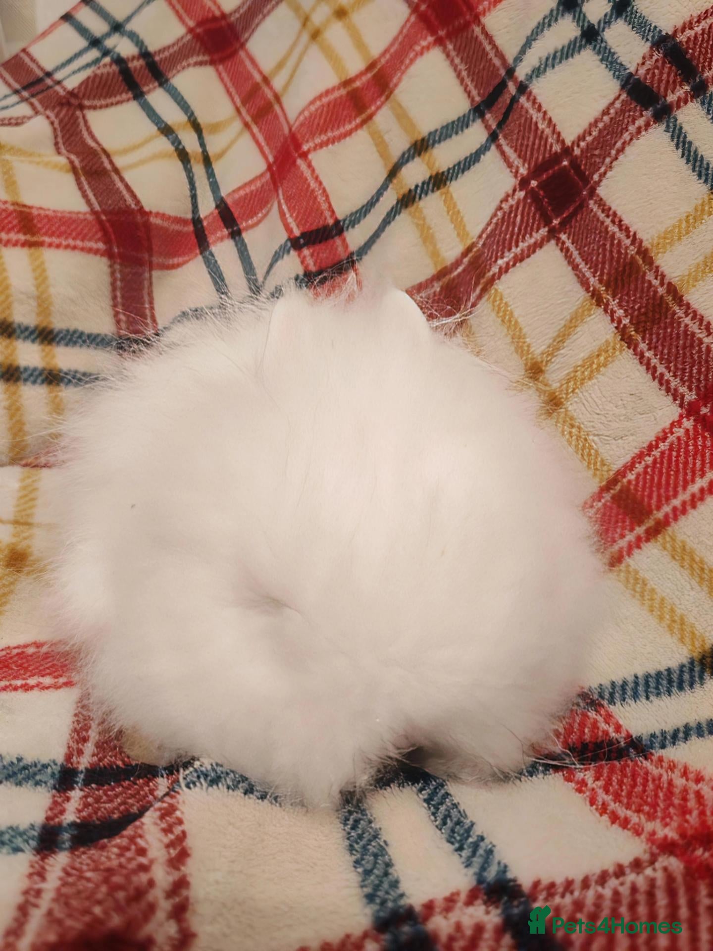 Lionhead rabbits Blue eyed white baby boy, resembles a cloud. - Advert 14