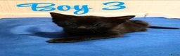 Mixed Breed cats for sale: 3 kittens left!  - Advert 5