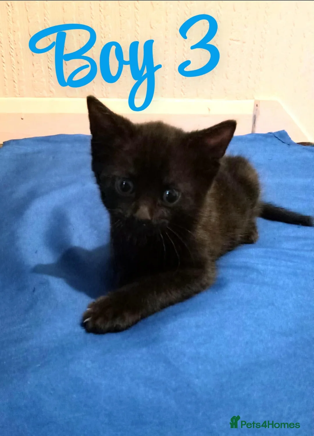Mixed Breed cats for sale: 3 kittens left!  - Advert 5