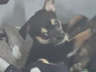 Chihuahua dogs Tiny chihuahuas - Advert 6