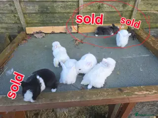 Mini Lop rabbits baby rabbit - Advert 12