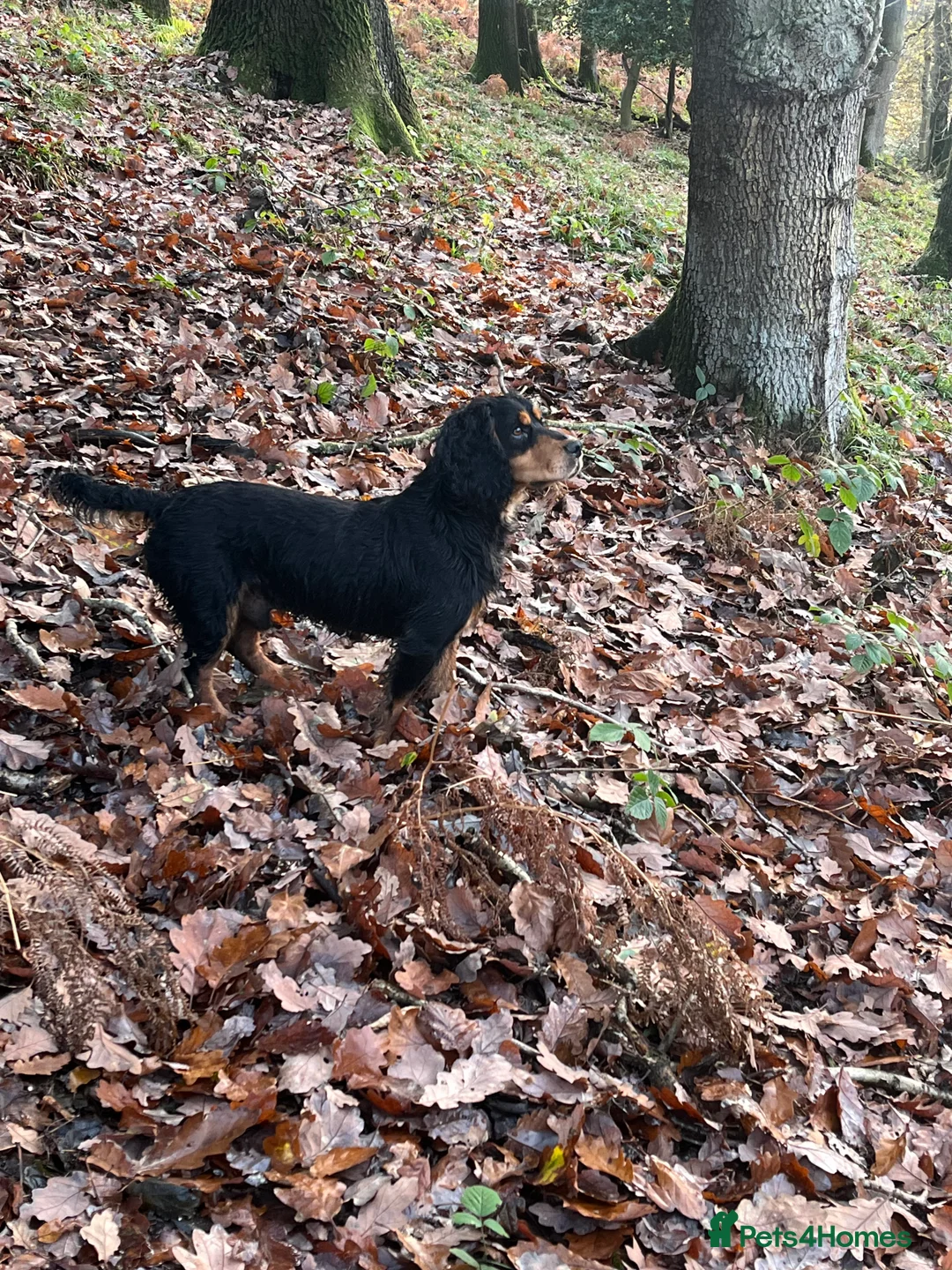 Cocker Spaniel dogs for stud: KC reg Black & Tan Cocker Stud - Advert 5
