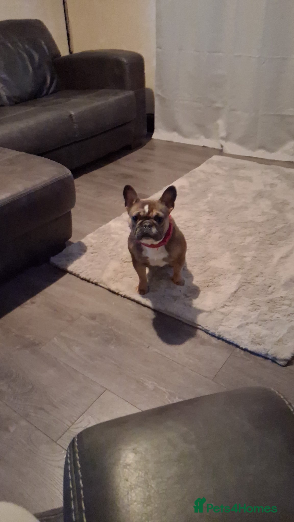 French Bulldog dogs 3 year old frenchie - Advert 4