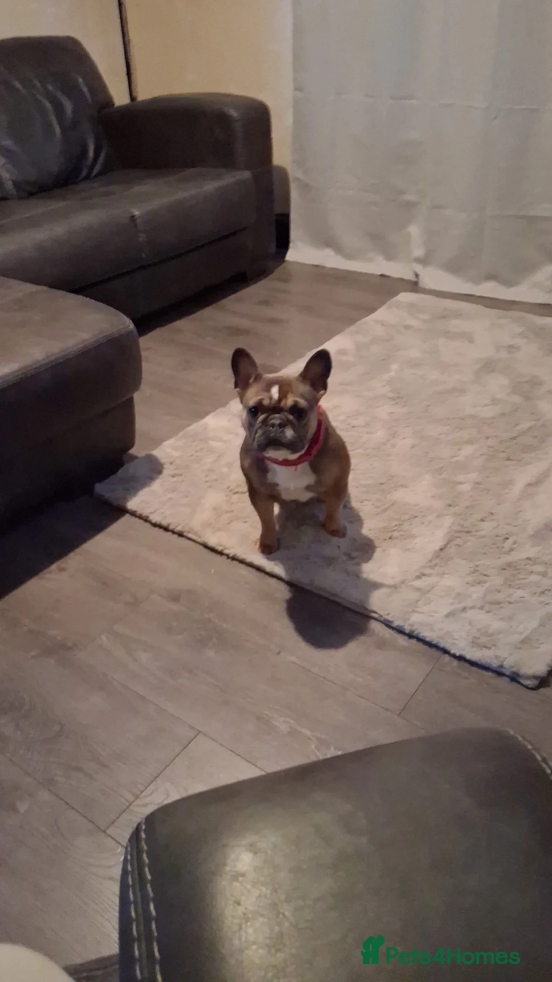 French Bulldog dogs for sale: 3 year old frenchie - Advert 1