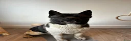 Akita dogs for sale: Huge Beautiful Softie Bear Head American Akita in Loughborough - Advert 5