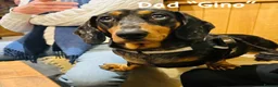 Miniature Dachshund dogs for sale: OUTSTANDING INSTAGRAM MINI DACHSHUNDS  - Advert 9