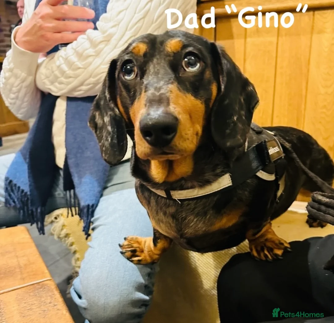 Miniature Dachshund dogs for sale: OUTSTANDING INSTAGRAM MINI DACHSHUNDS  - Advert 9