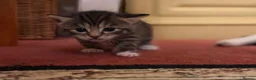 Mixed Breed cats for sale: Tabby kittens  in Northwich - Advert 9