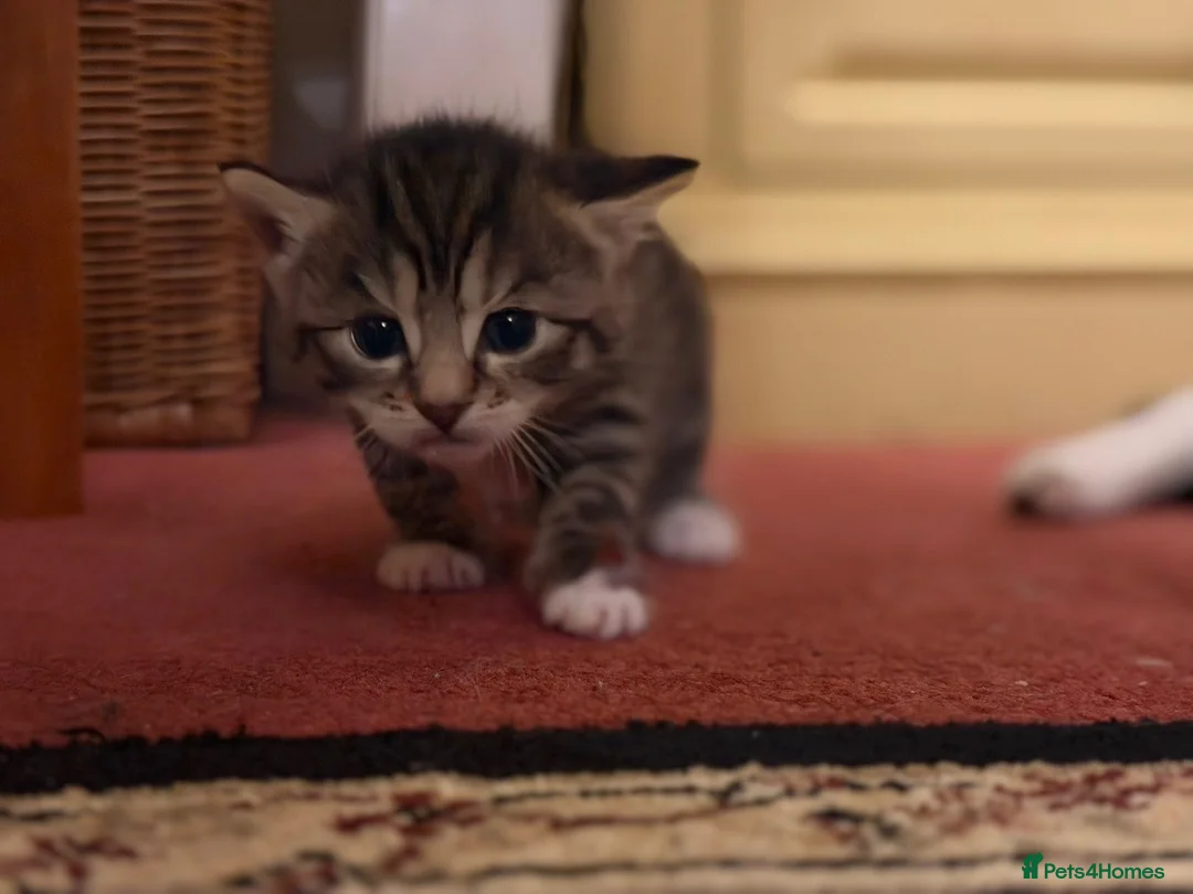 Mixed Breed cats for sale: Tabby kittens  in Northwich - Advert 9
