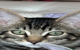 Ragdoll cats for sale: Ragdoll cross tabby in Carlisle - Image 5