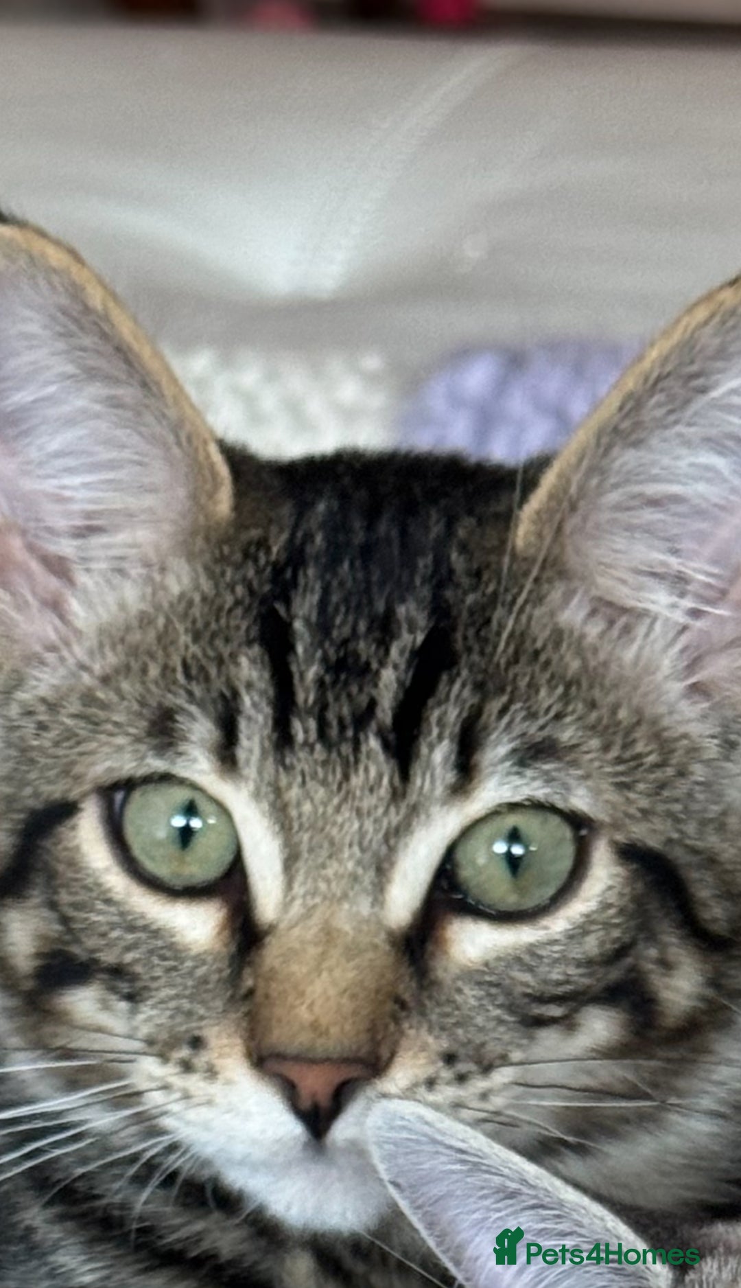 Ragdoll cats for sale: Ragdoll cross tabby in Carlisle - Image 5