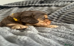 Cocker Spaniel dogs for sale: 🐾Cocker Spaniel Puppies-Ready in 5 Weeks🐾 - Image 22