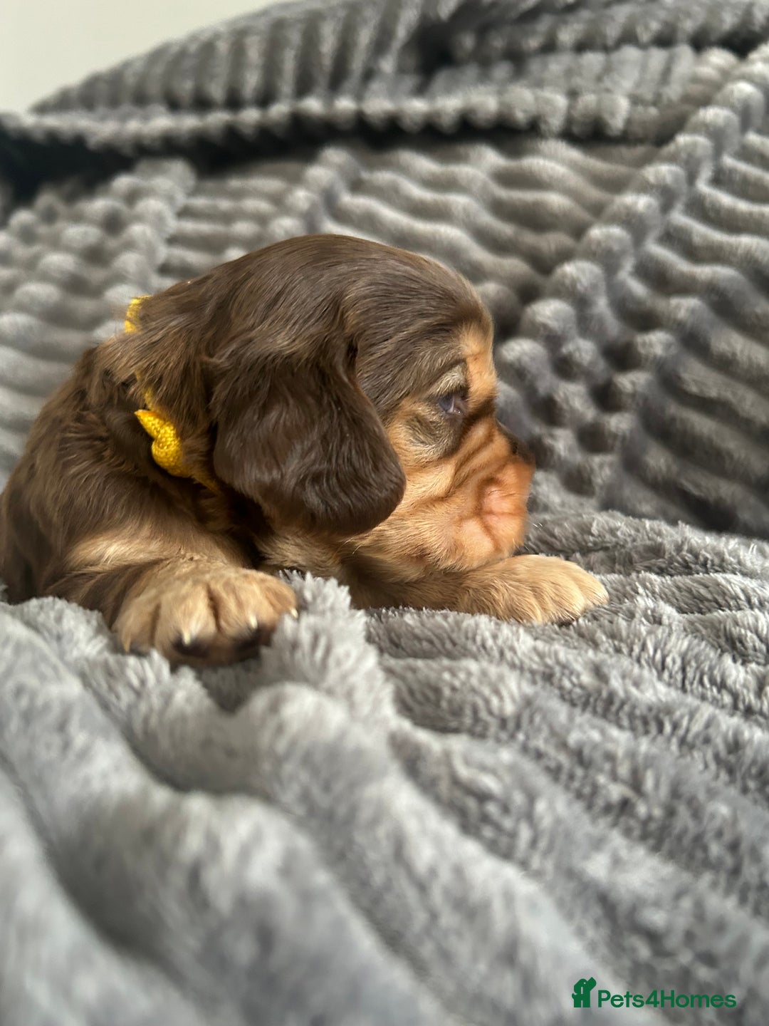 Cocker Spaniel dogs for sale: 🐾Cocker Spaniel Puppies-Ready in 5 Weeks🐾 - Image 22