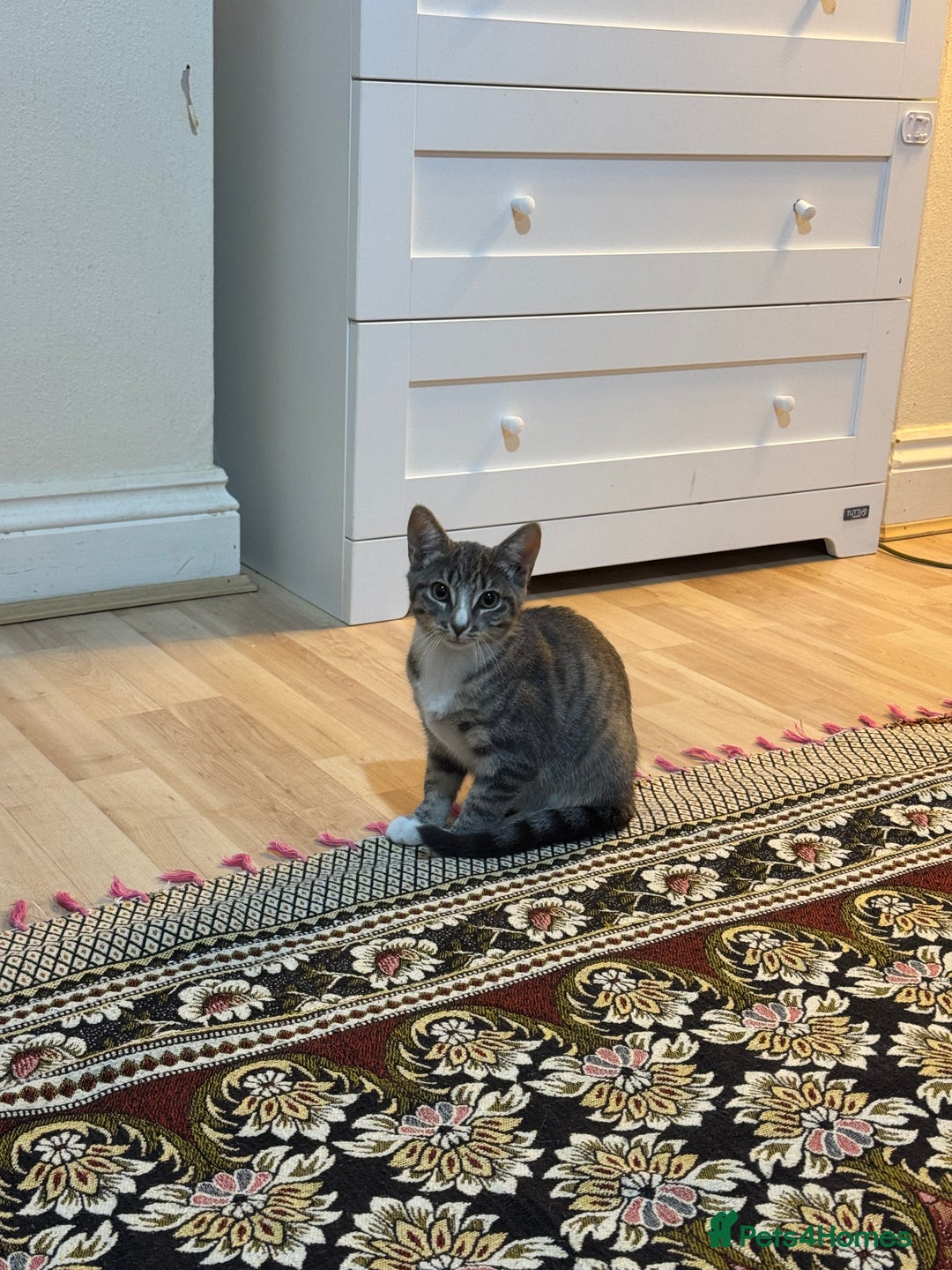 Domestic Shorthair cats for sale: Kittens  - Image 3