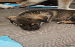 Mixed Breed dogs for sale: Wolfdog x cane corso - Image 1