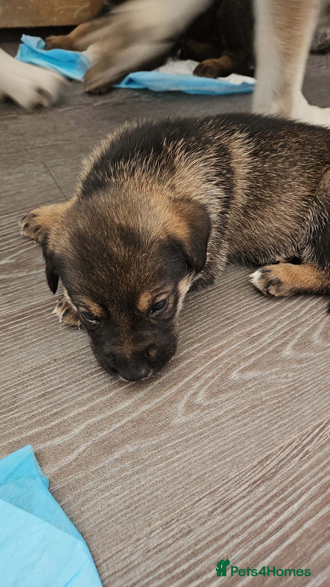 Mixed Breed dogs for sale: Wolfdog x cane corso - Image 1