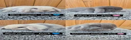 Mini Lop rabbits for sale: Mini Lop babies ready to reserve  - Advert 8