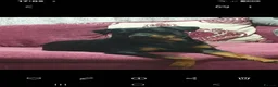 Rottweiler dogs for sale: Pure breed rottweilers  - Advert 7
