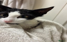 British Longhair cats for sale: 4 beautiful rescue kittens - Image 5