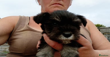 Miniature Schnauzer dogs - Advert 2