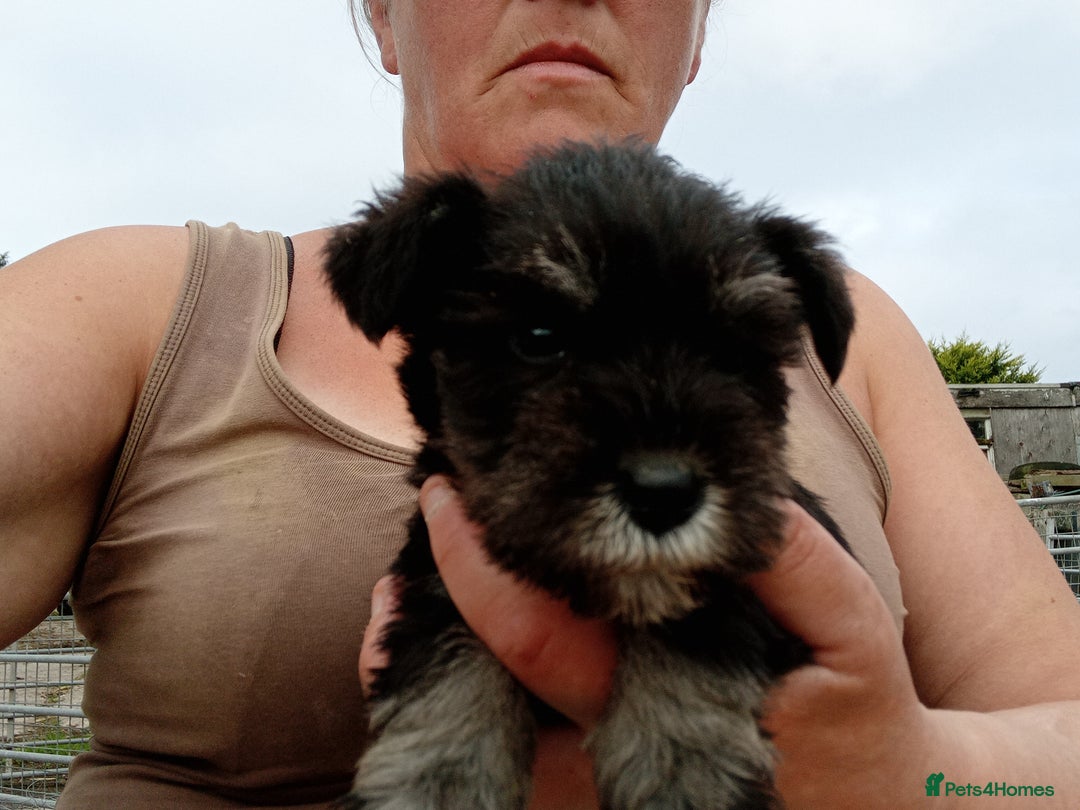 Miniature Schnauzer dogs for sale: Miniature Schnauzer pups, Aberdeenshire  - Image 2