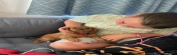 Cavalier King Charles Spaniel dogs for sale: Beautiful Cavalier King Charles Spaniel Puppies in Preston - Advert 12