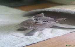 Russian Blue cats for sale: TICA 5* Pedigree Russian Blue Kittens - Image 8
