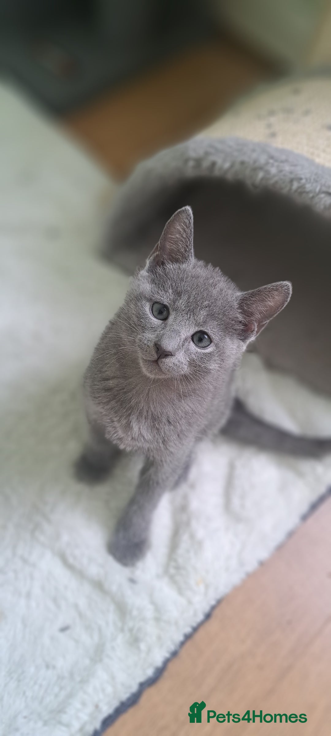 Russian Blue cats for sale: TICA 5* Pedigree Russian Blue Kittens - Image 8