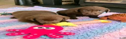 Labrador Retriever dogs for sale: Gorgeous Chocolate Labrador Puppies  - Advert 4