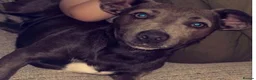 Jack Russell dogs for sale: Beautiful Jack Russell girls  - Advert 6