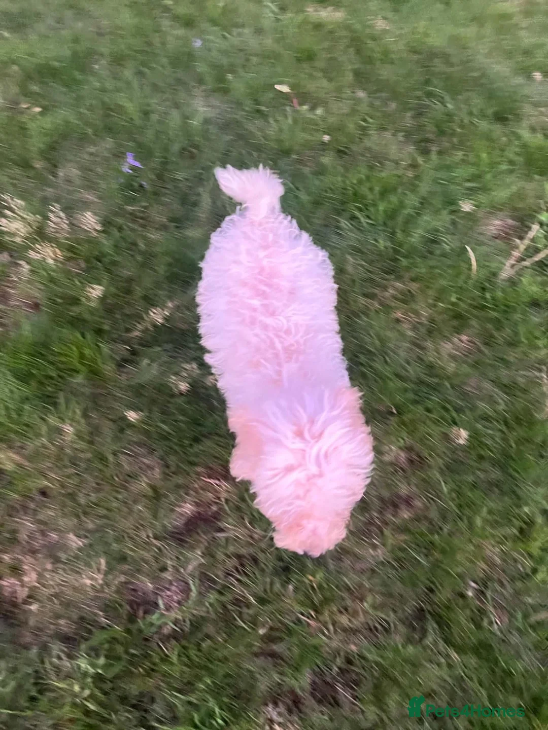 Cockapoo dogs for sale: Cockapoo f1b in Stoke-on-Trent - Advert 2