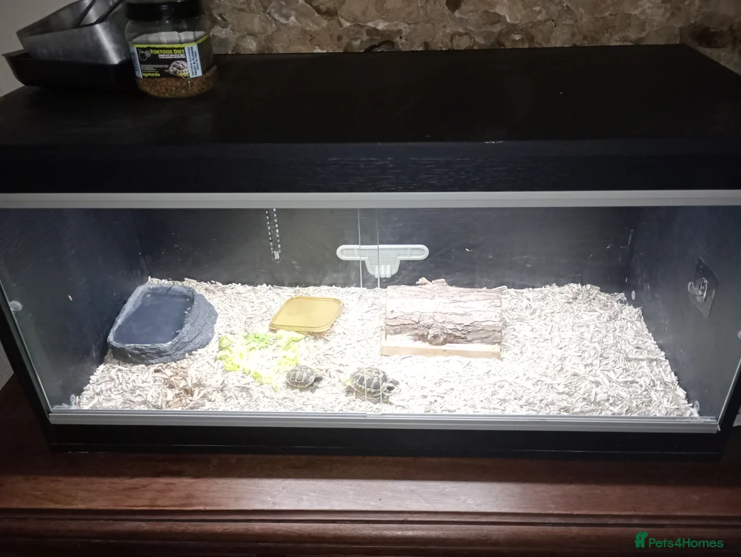 Hermann Tortoise reptiles for sale: Hermann Tortoise  - Advert 1