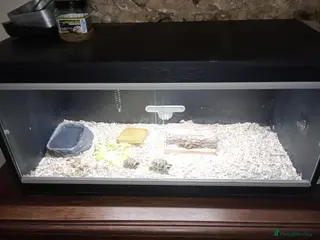 Hermann Tortoise reptiles Hermann Tortoise - Advert 2