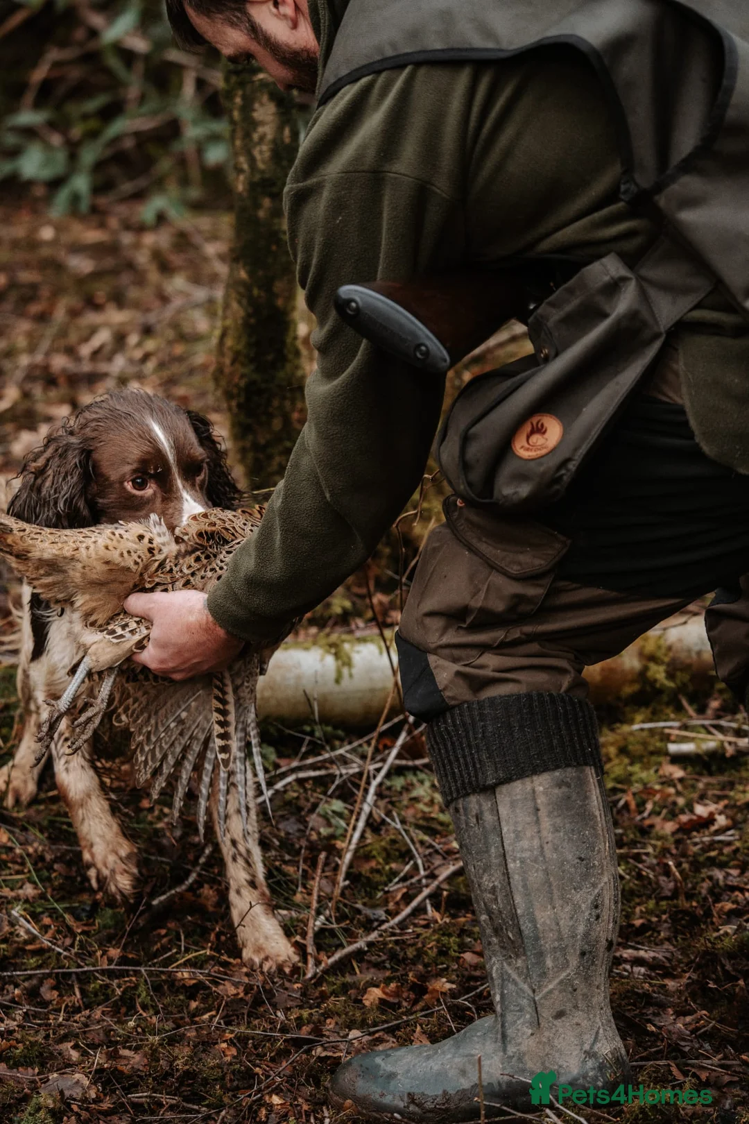 English Springer Spaniel dogs for stud: EXCEPTIONAL KC Reg springer spaniel stud in Accrington - Advert 11