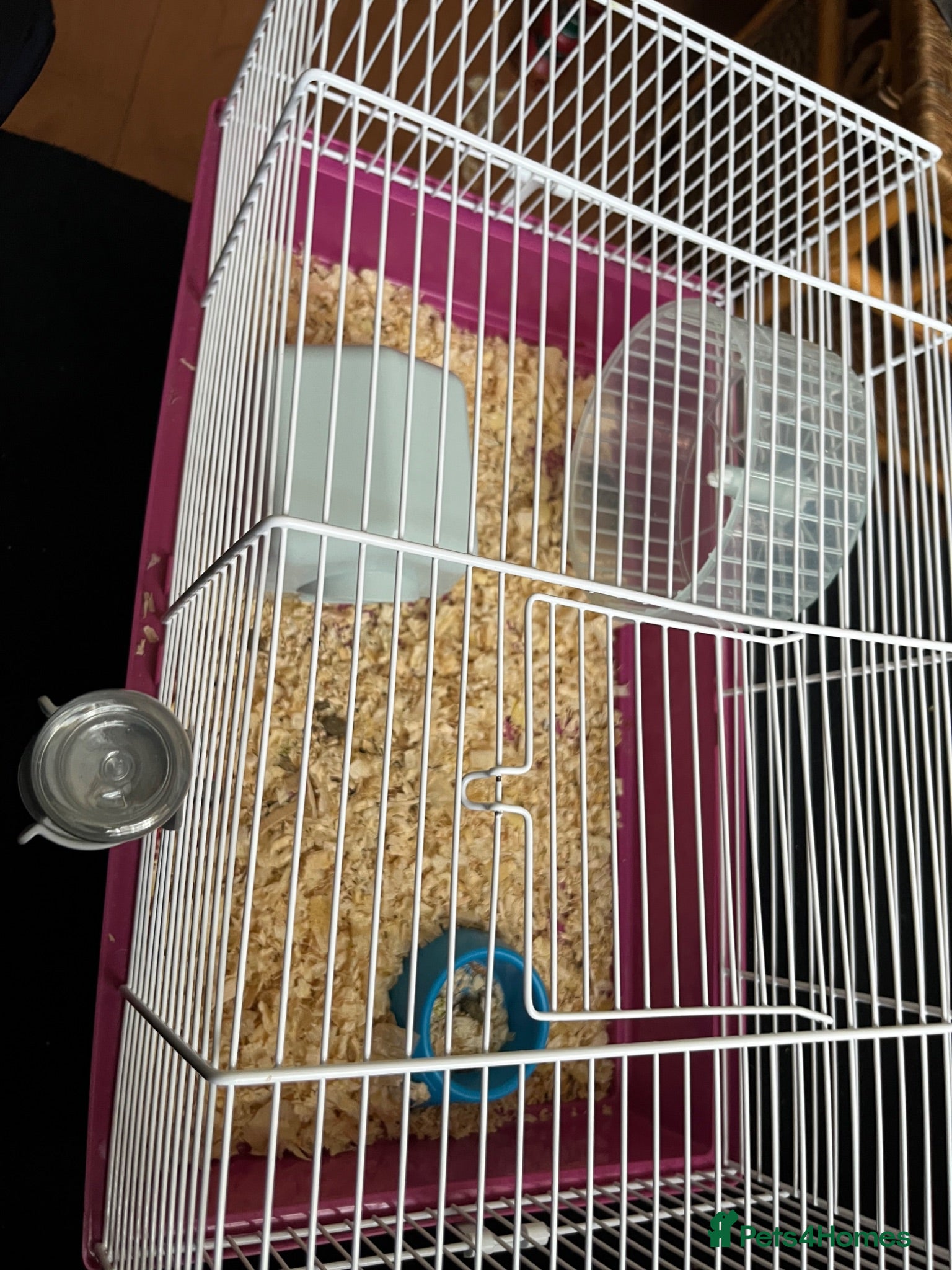 Hamster rodents Hamster rehoming - Advert 3
