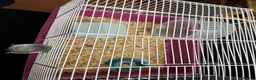 Hamster rodents for sale: Hamster rehoming - Advert 1
