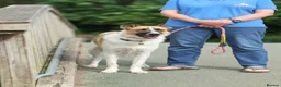 Mixed Breed dogs for adoption: 🤎 Pixel – The Gentlest Soul You’ll Ever Meet 🤎 - Advert 1