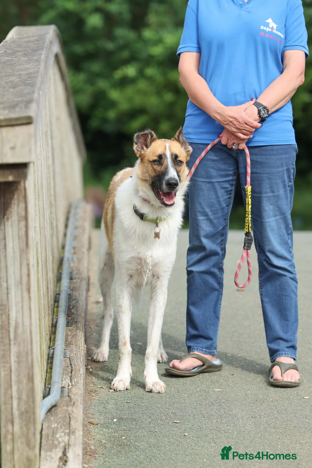Mixed Breed dogs for adoption: 🤎 Pixel – The Gentlest Soul You’ll Ever Meet 🤎 - Advert 1