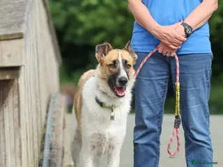 Mixed Breed dogs 🤎 Pixel – The Gentlest Soul You’ll Ever Meet 🤎 - Advert 5
