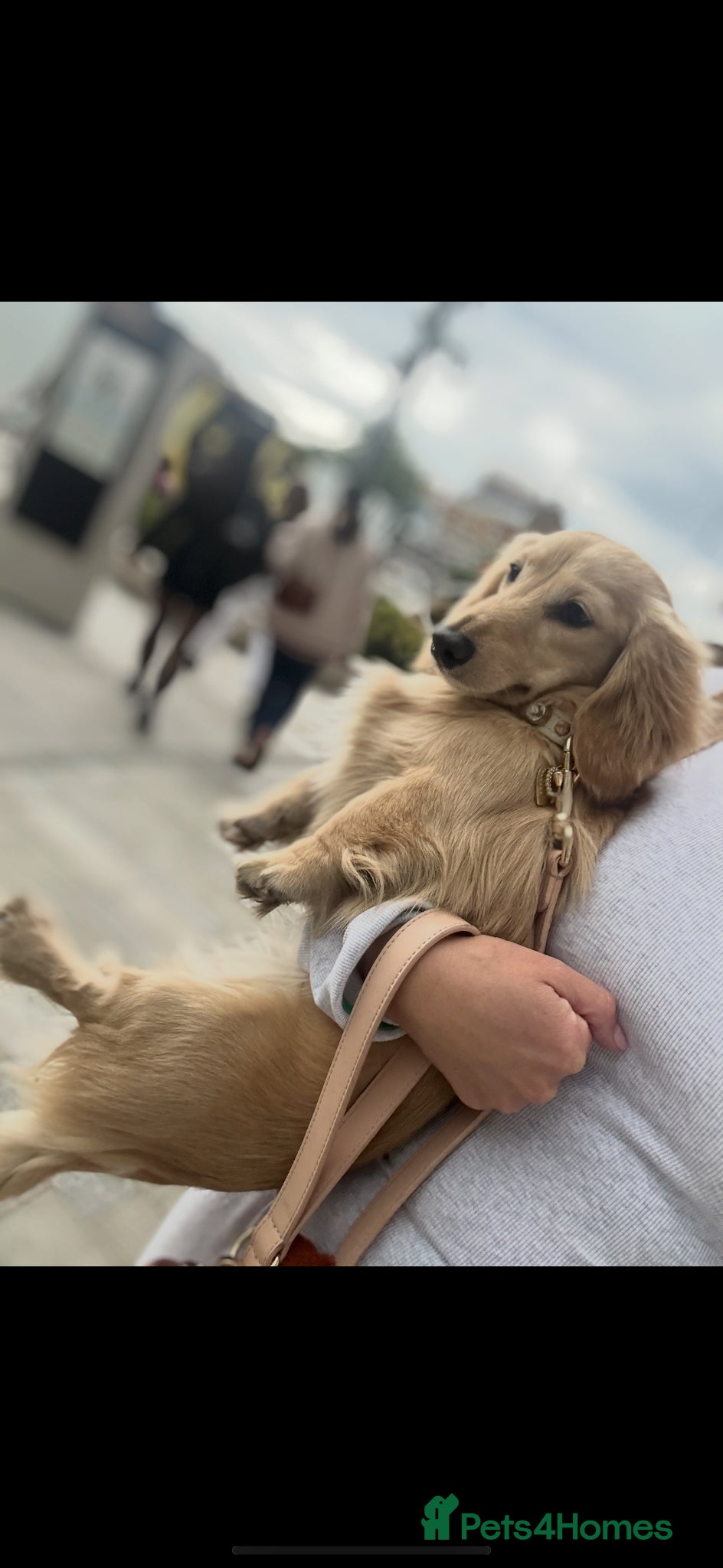 Miniature Dachshund dogs  LionKing 🦁 Miniature cream long haired stud boy  - Advert 2