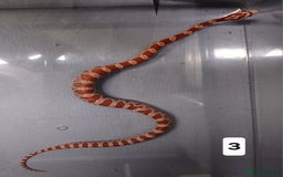 Corn Snake reptiles for sale: Corn Snake Hatchling's  - Image 8