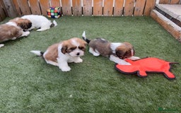 Cava Tzu dogs for sale: Stunning litter of Cava-Tzu pups - Image 6