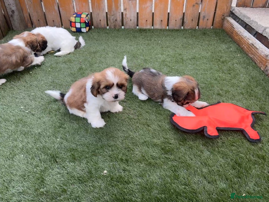 Cava Tzu dogs for sale: Stunning litter of Cava-Tzu pups - Image 6