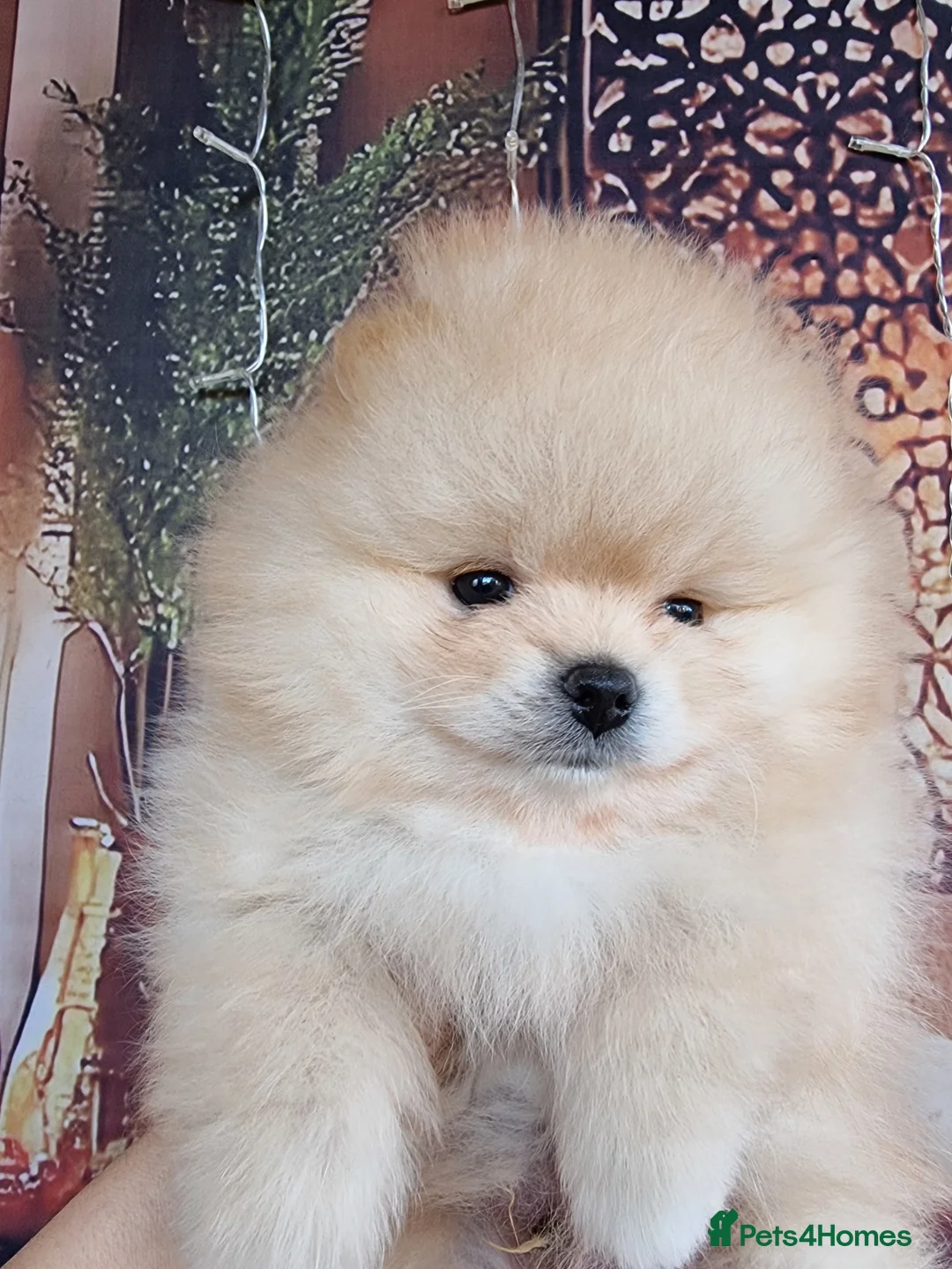 Pomeranian dogs for sale: Luxury Pomeranian Puppies for sale!!! - Advert 9